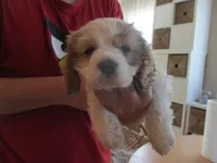 Lucky Star, a male Cocker Spaniel for sale in Buckeye, AZ – Photo 3 of 5