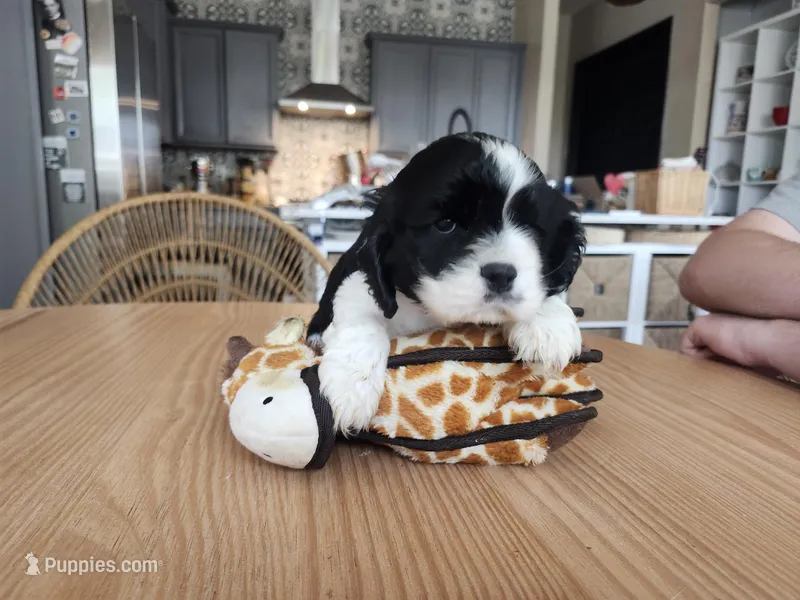 Skipper – English Cocker Spaniel puppy for sale in Buckeye, AZ