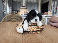 Skipper, a male English Cocker Spaniel for sale in Buckeye, AZ – 1 of 7