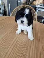 Skipper, a male English Cocker Spaniel for sale in Buckeye, AZ – 2 of 7