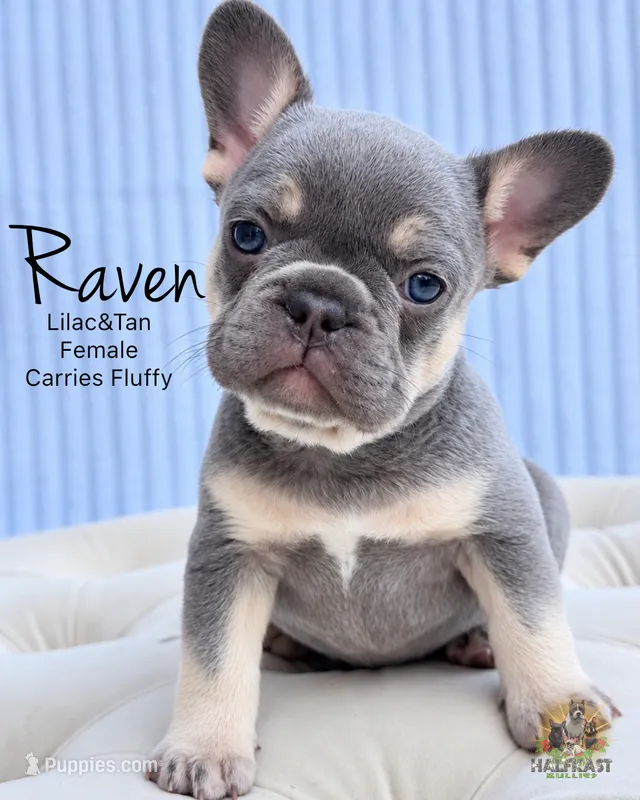 Raven – French Bulldog puppy for sale in Kent, WA