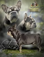 Stacks , a male French Bulldog for sale in Kent, WA – 2 of 2