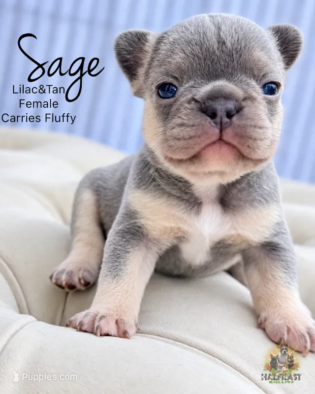 Sage – French Bulldog puppy for sale in Kent, WA