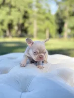 Shells , a female French Bulldog for sale in Kent, WA – 5 of 5