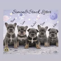 Luna , a female French Bulldog for sale in Kent, WA – Photo 3 of 6