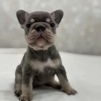 Luna , a female French Bulldog for sale in Kent, WA – Photo 5 of 6