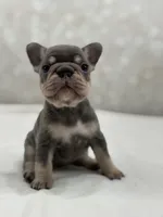 Luna , a female French Bulldog for sale in Kent, WA – Photo 4 of 5