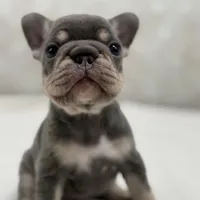 Luna , a female French Bulldog for sale in Kent, WA – Photo 4 of 6