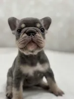 Luna , a female French Bulldog for sale in Kent, WA – Photo 3 of 5