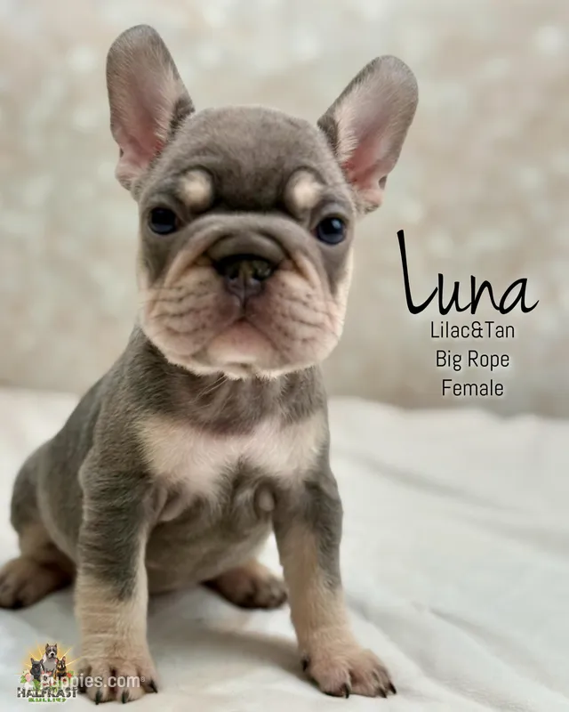 Luna  – French Bulldog puppy for sale in Kent, WA