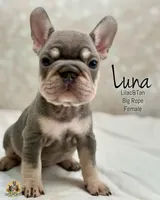 Luna , a female French Bulldog for sale in Kent, WA – Photo 1 of 6