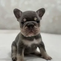 Luna , a female French Bulldog for sale in Kent, WA – Photo 6 of 6