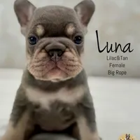 Luna , a female French Bulldog for sale in Kent, WA – Photo 2 of 6