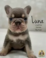 Luna , a female French Bulldog for sale in Kent, WA – Photo 1 of 5