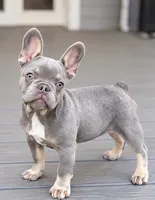 Waves , a female French Bulldog for sale in Kent, WA – 3 of 5
