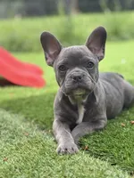 Franklin, a male French Bulldog for sale in Kent, WA – 3 of 4