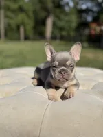 breeze, a female French Bulldog for sale in Kent, WA – 4 of 6
