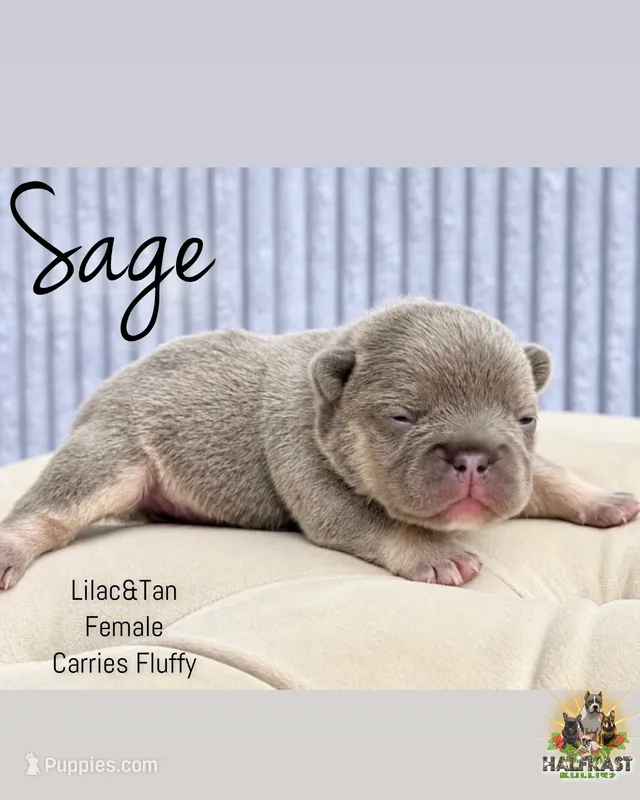 Sage – French Bulldog puppy for sale in Kent, WA