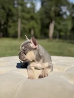 breeze, a female French Bulldog for sale in Kent, WA – 6 of 6