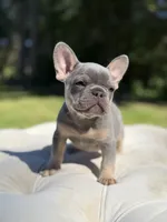 Pearl, a female French Bulldog for sale in Kent, WA – 5 of 7