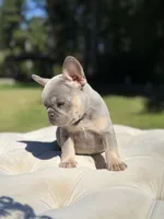 Pearl, a female French Bulldog for sale in Kent, WA – 7 of 7