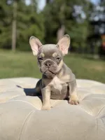 breeze, a female French Bulldog for sale in Kent, WA – 5 of 6