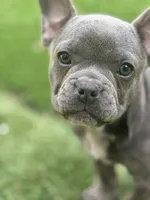 Franklin, a male French Bulldog for sale in Kent, WA – 2 of 4