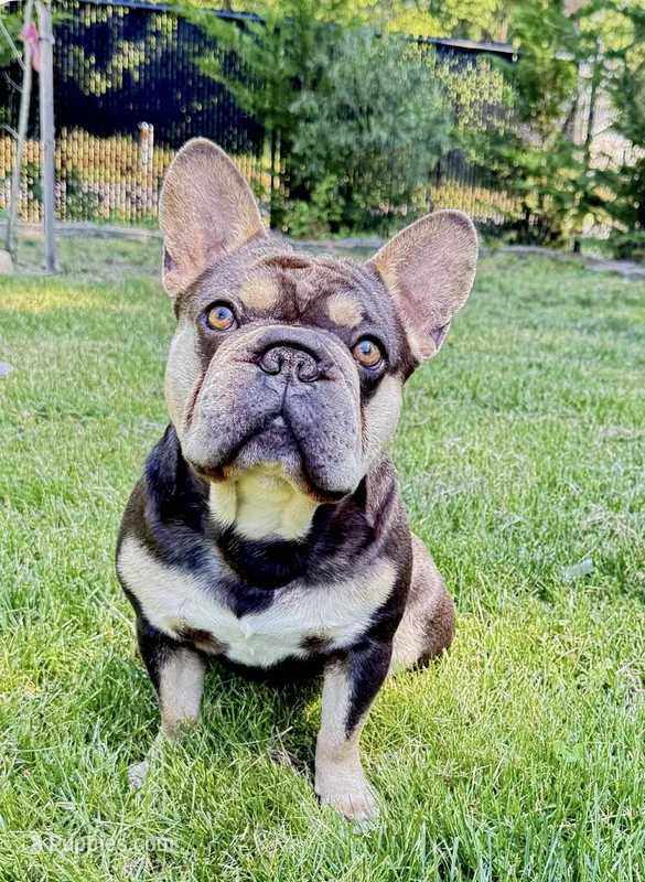 Stacks  – French Bulldog puppy for sale in Kent, WA