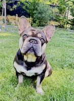 Stacks , a male French Bulldog for sale in Kent, WA – 1 of 2