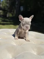 Sol, a male French Bulldog for sale in Kent, WA – 3 of 4
