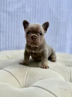 Willow, a female French Bulldog for sale in Kent, WA – 2 of 2