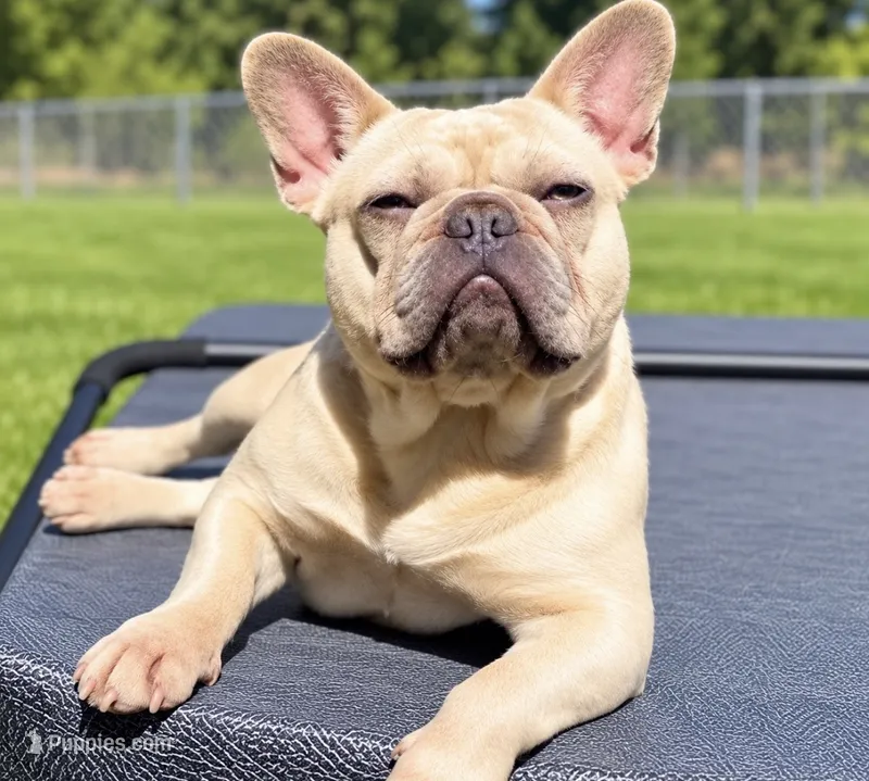Delta – French Bulldog puppy for sale in Kent, WA