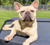 Delta, a female French Bulldog for sale in Kent, WA – 1 of 4