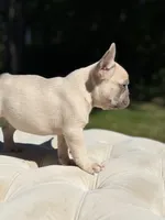 Ray, a male French Bulldog for sale in Kent, WA – 7 of 8