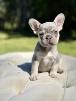 Coral, a female French Bulldog for sale in Kent, WA – 4 of 5