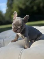 Waves, a female French Bulldog for sale in Kent, WA – 6 of 7
