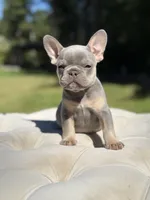 Pearl, a female French Bulldog for sale in Kent, WA – 3 of 7