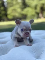 Shells , a female French Bulldog for sale in Kent, WA – 2 of 5