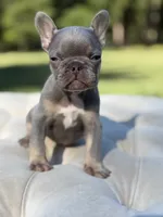 Waves, a female French Bulldog for sale in Kent, WA – 4 of 7