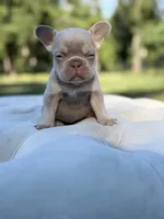 Shells , a female French Bulldog for sale in Kent, WA – 4 of 5