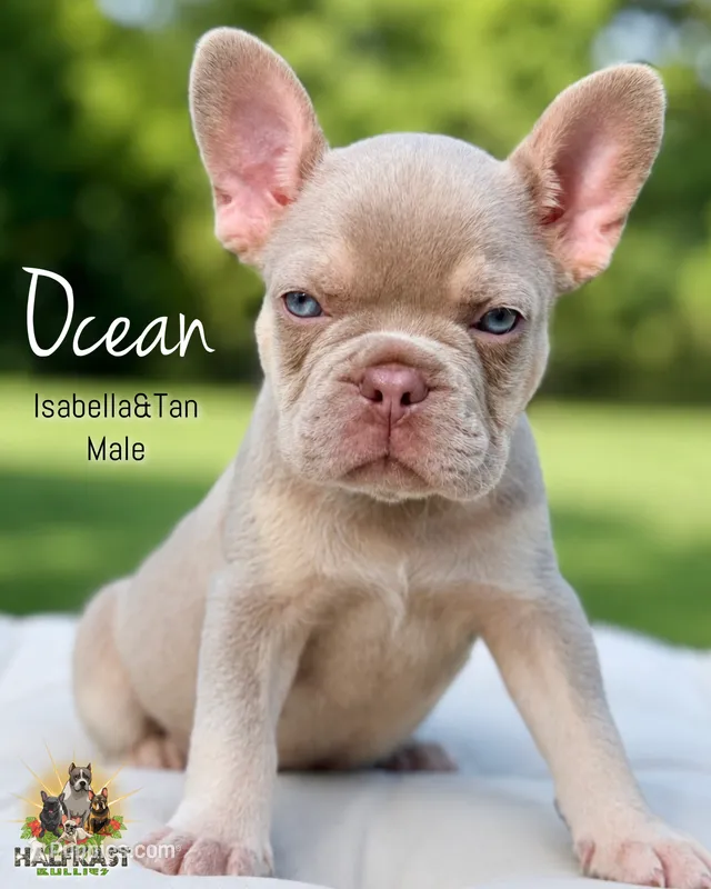 Ocean – French Bulldog puppy for sale in Kent, WA