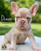 Ocean, a male French Bulldog for sale in Kent, WA – 1 of 6