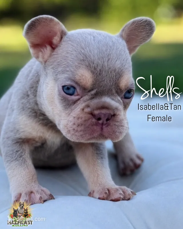 Shells  – French Bulldog puppy for sale in Kent, WA