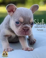 Shells , a female French Bulldog for sale in Kent, WA – 1 of 5