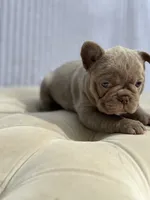 Hazel, a female French Bulldog for sale in Kent, WA – 3 of 3