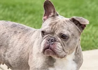 Bunny, a female French Bulldog for sale in Kent, WA – 3 of 4