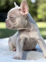 Ocean, a male French Bulldog for sale in Kent, WA – 5 of 6