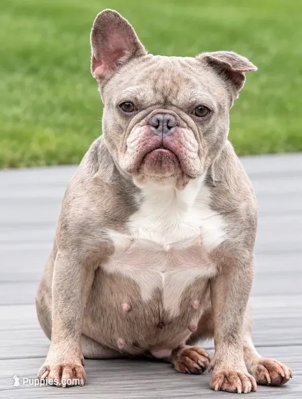 Bunny – French Bulldog puppy for sale in Kent, WA