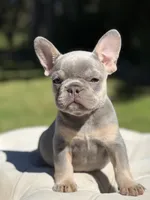 Pearl, a female French Bulldog for sale in Kent, WA – 4 of 7