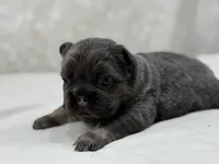 Roulette, a male French Bulldog for sale in Kent, WA – Photo 2 of 4